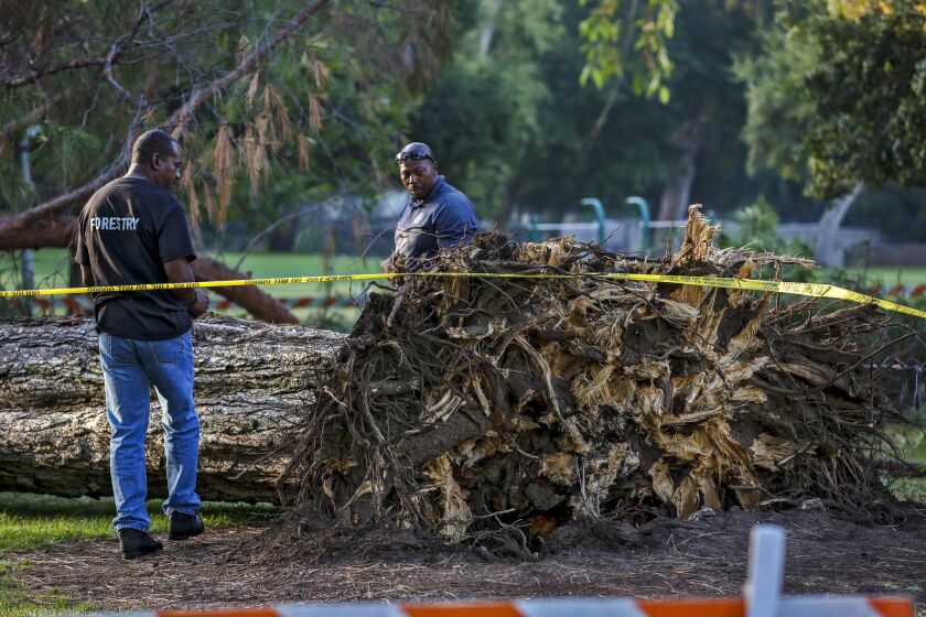 Two arborists from the city of Pasadena try to examine the tree that fell near the Kidspace Children's Museum, trapping 33 children beneath its branches.
