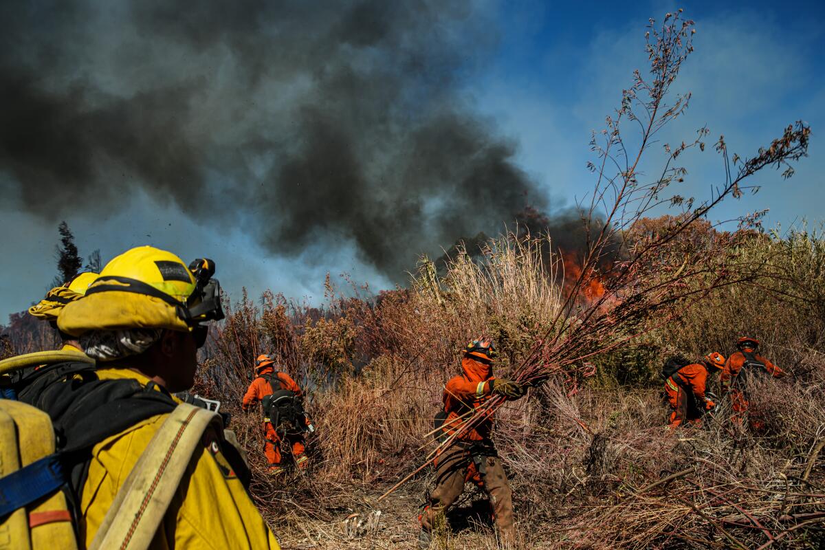 Inmate firefighters clear brush ahead of the Maria fire near Santa Paula 