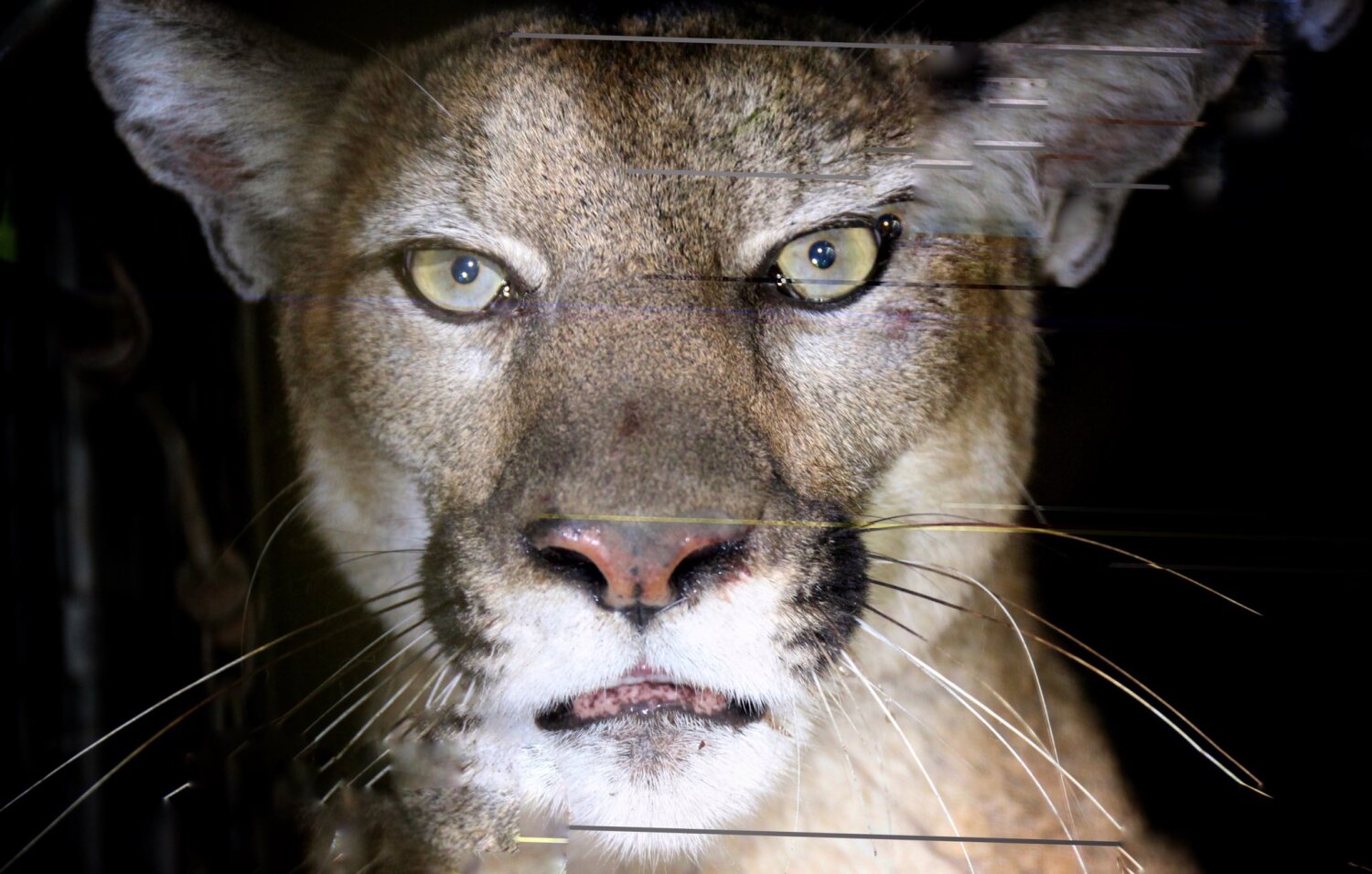 Meet P-80, a mountain lion captured and collared in the Woolsey fire area