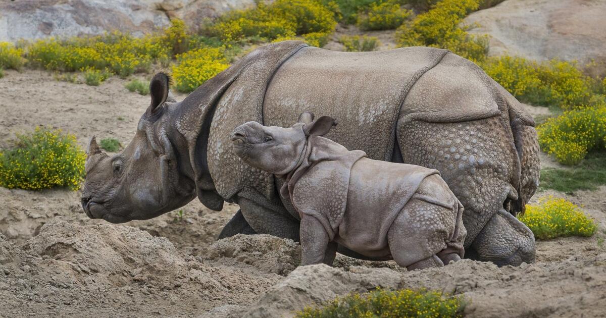 San Diego Zoo welcomes male baby rhino, celebrates breeding initiative -  ABC News