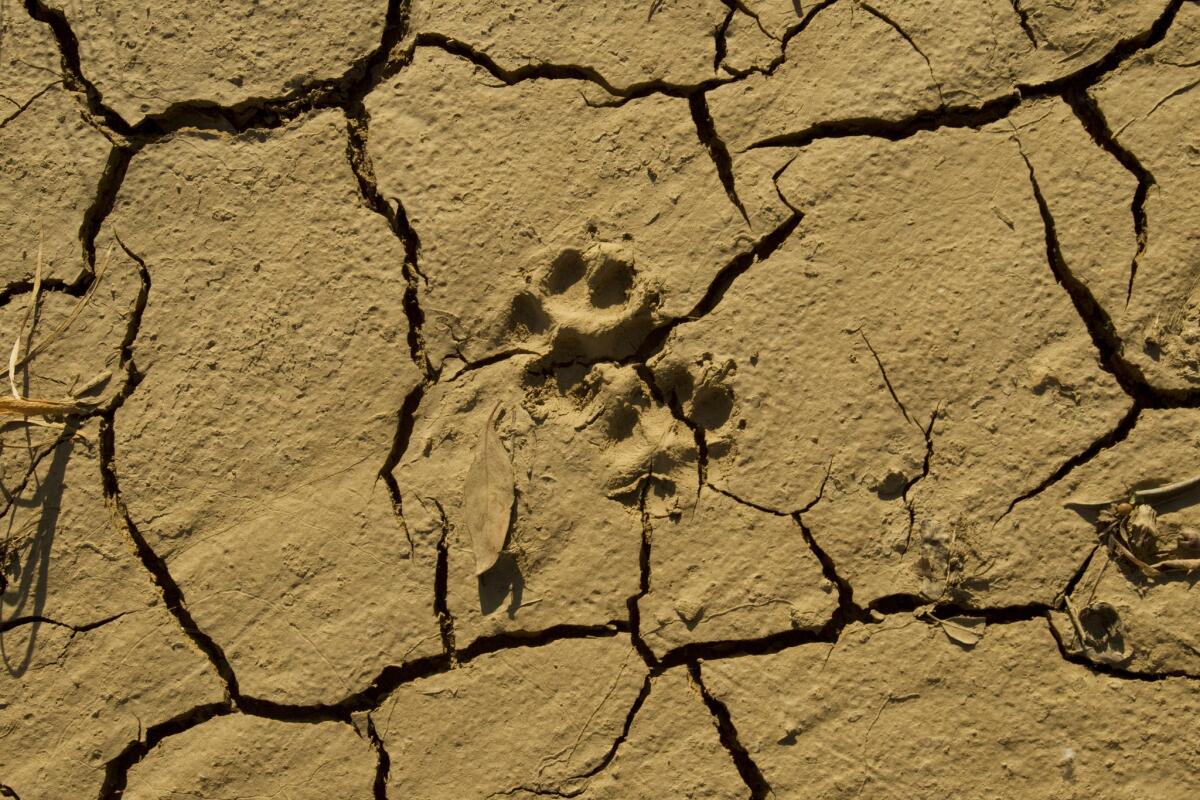 An animal's footprint is molded into dry, cracked earth in a dry riverbed near a Castaic Lake bridge.