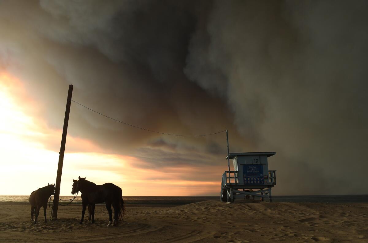 Horses are tied to a pole on the beach in Malibu as the Woolsey Fire continues to burn.