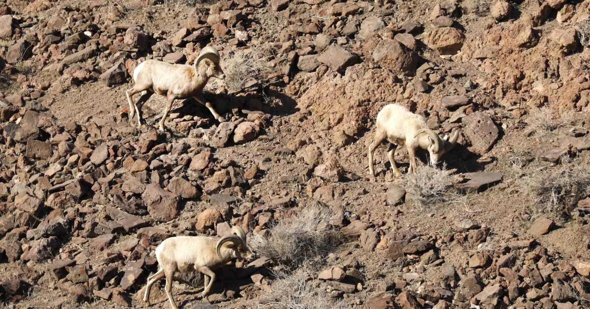 As trains tear from L.A. to Vegas at 180 mph, bighorn sheep will have safe passage