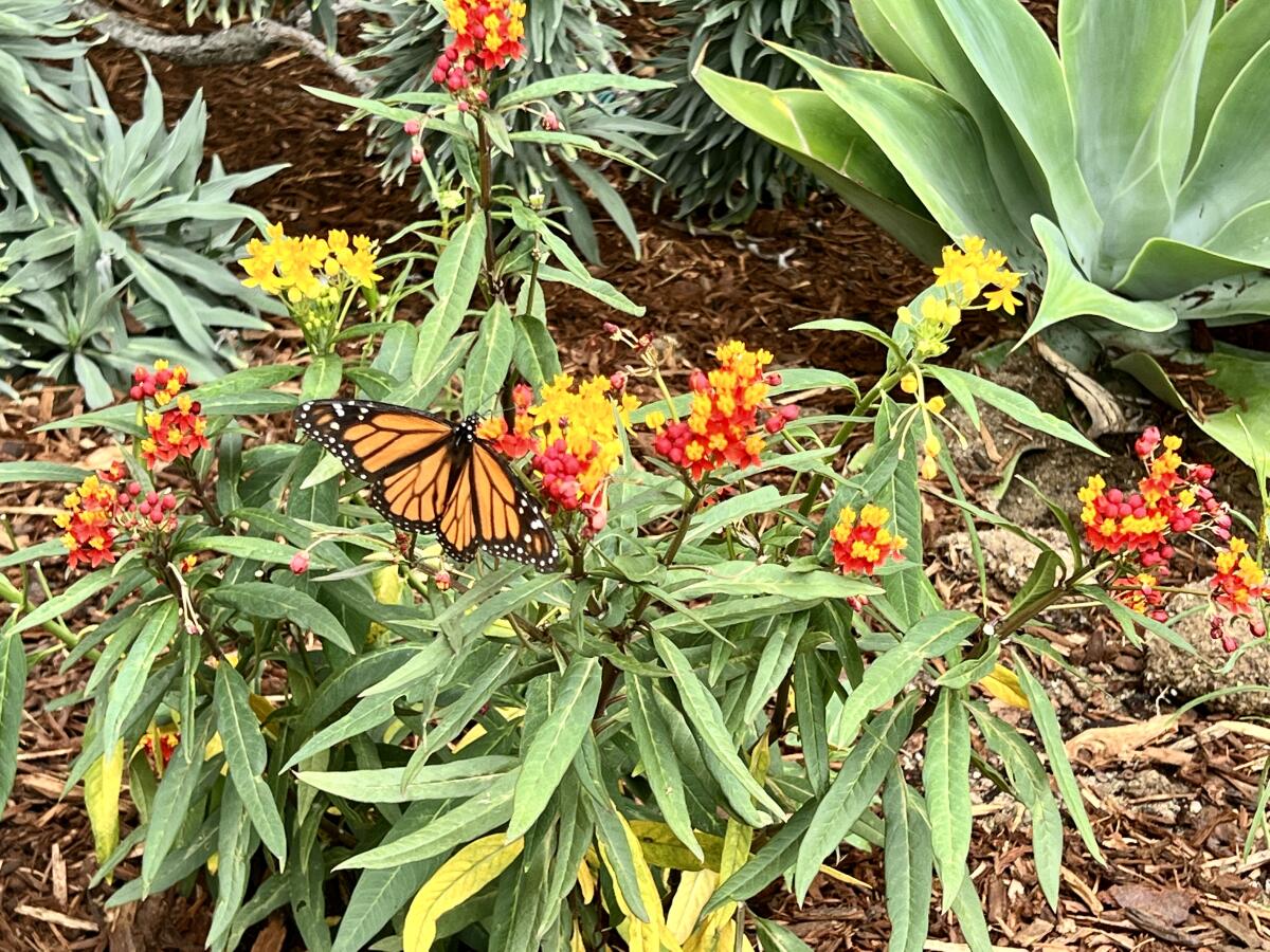 A monarch butterfly garden at White Sands La Jolla is part of the residents' efforts to save the imperiled insects.