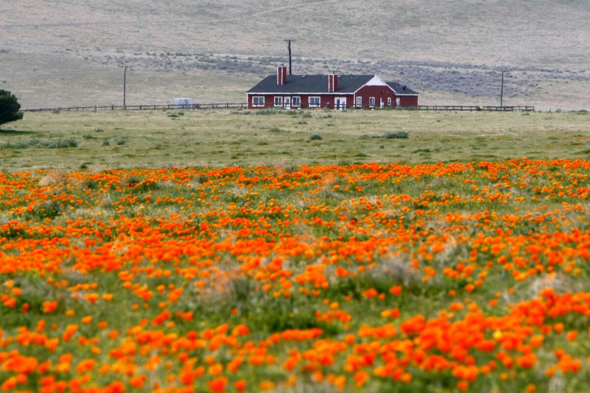 California poppies bloom at the Antelope Valley California Poppy Reserve in Lancaster.