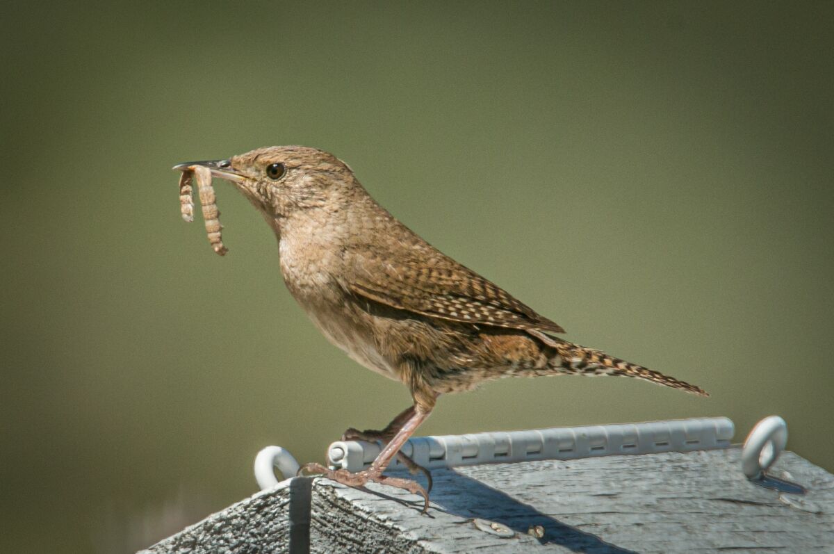 An adult house wren bringing food to the chicks.