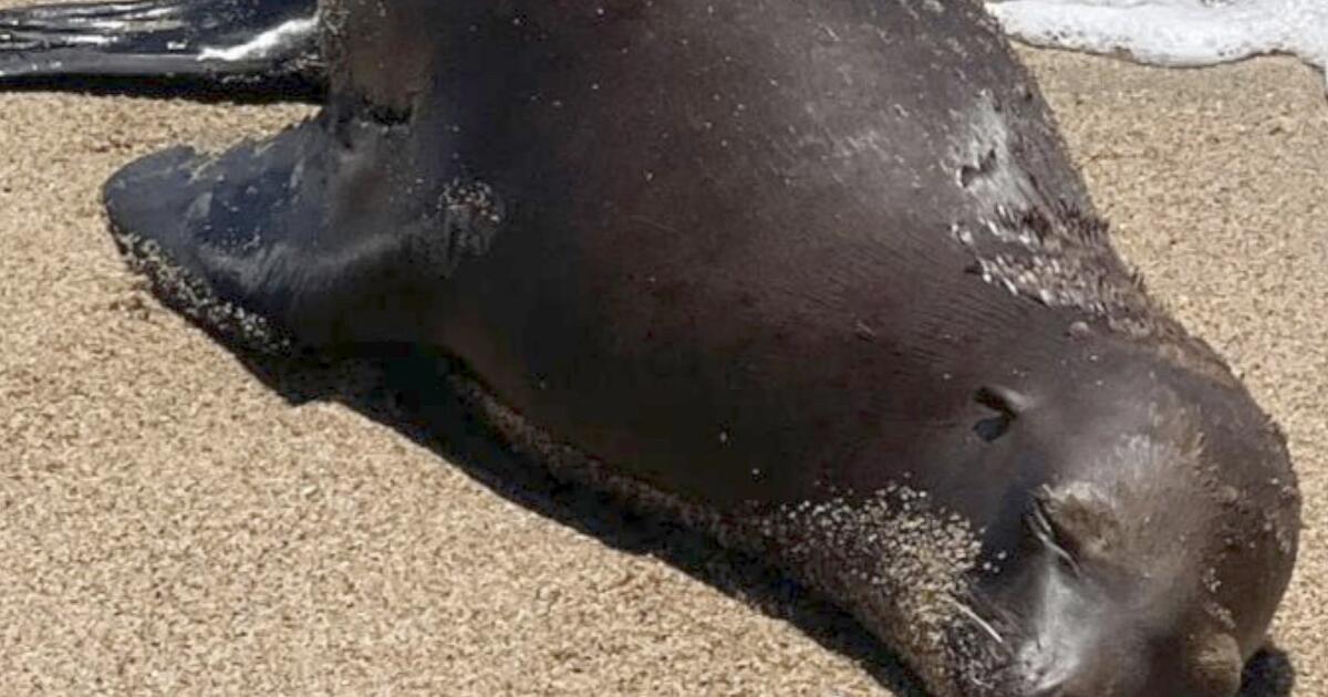Sea lion fatally shot in Orange County, reward offered for information