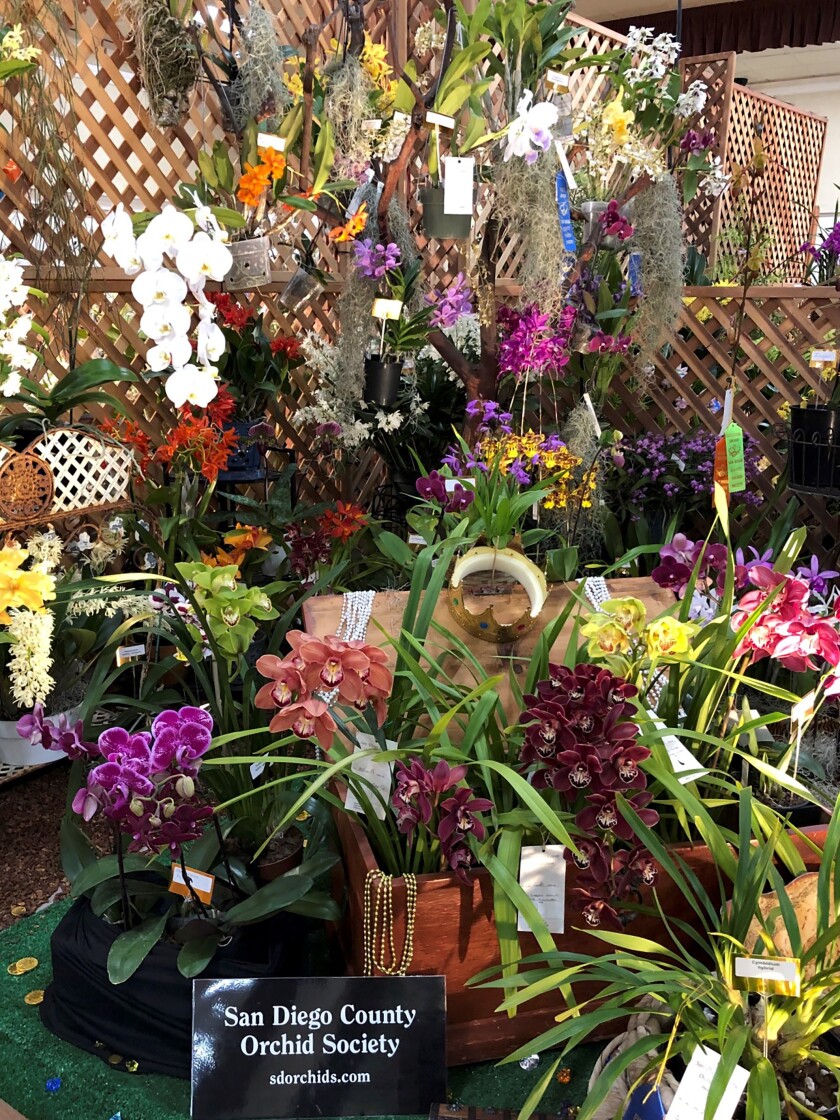 A large and varied display of colorful orchids from the San Diego County Orchid Society.