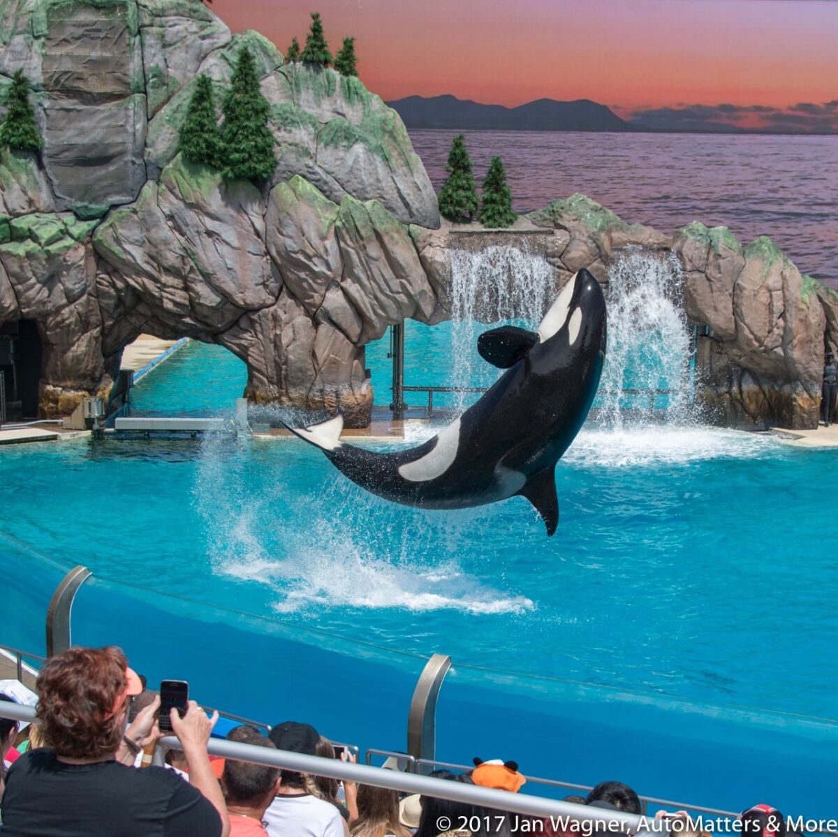 Magnificent Orca at SeaWorld San Diego