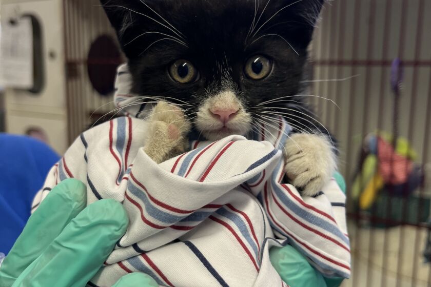 A kitten named "Wednesday" was saved by the San Diego Humane Society earlier this month and adopted on Sunday.
