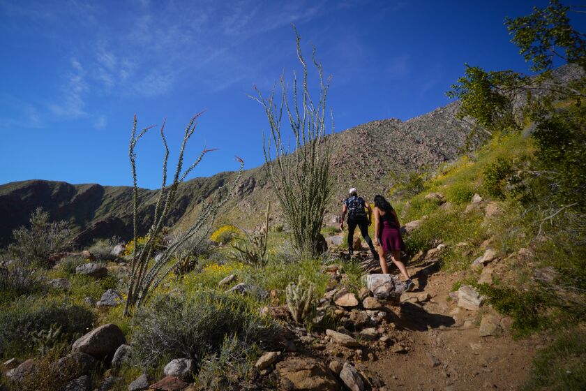 Anza Borrego, CA - April 08: Hikers on the Palm Canyon trail at Anza Borrego Desert State Park on Saturday, April 8, 2023. The desert wild flowers is the annual attraction for many visitors to enjoy short hikes and camping stays in the park. (Nelvin C. Cepeda / The San Diego Union-Tribune)