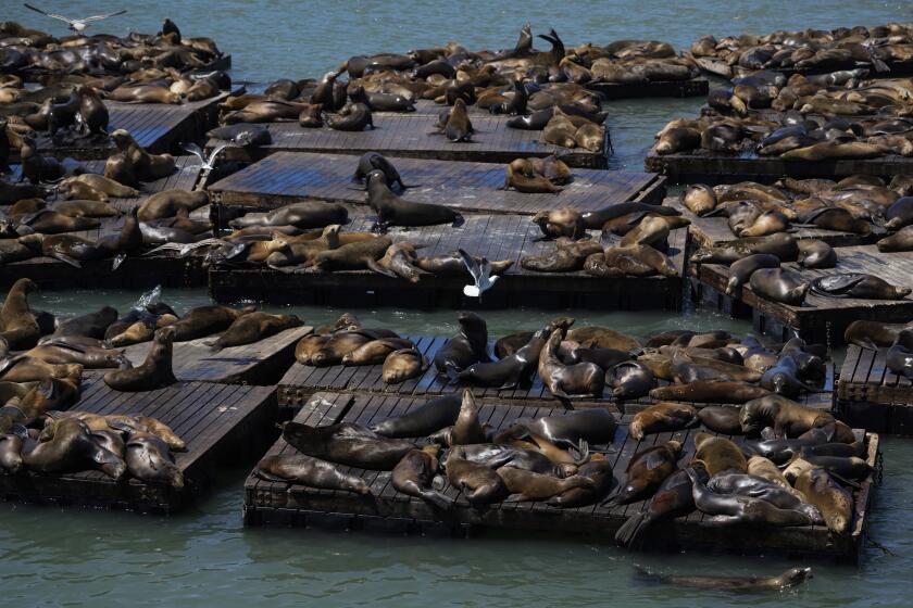 Sea lions are seen on rafts along Pier 39, Thursday, May 2, 2024, in San Francisco. (AP Photo/Godofredo A. Vásquez)