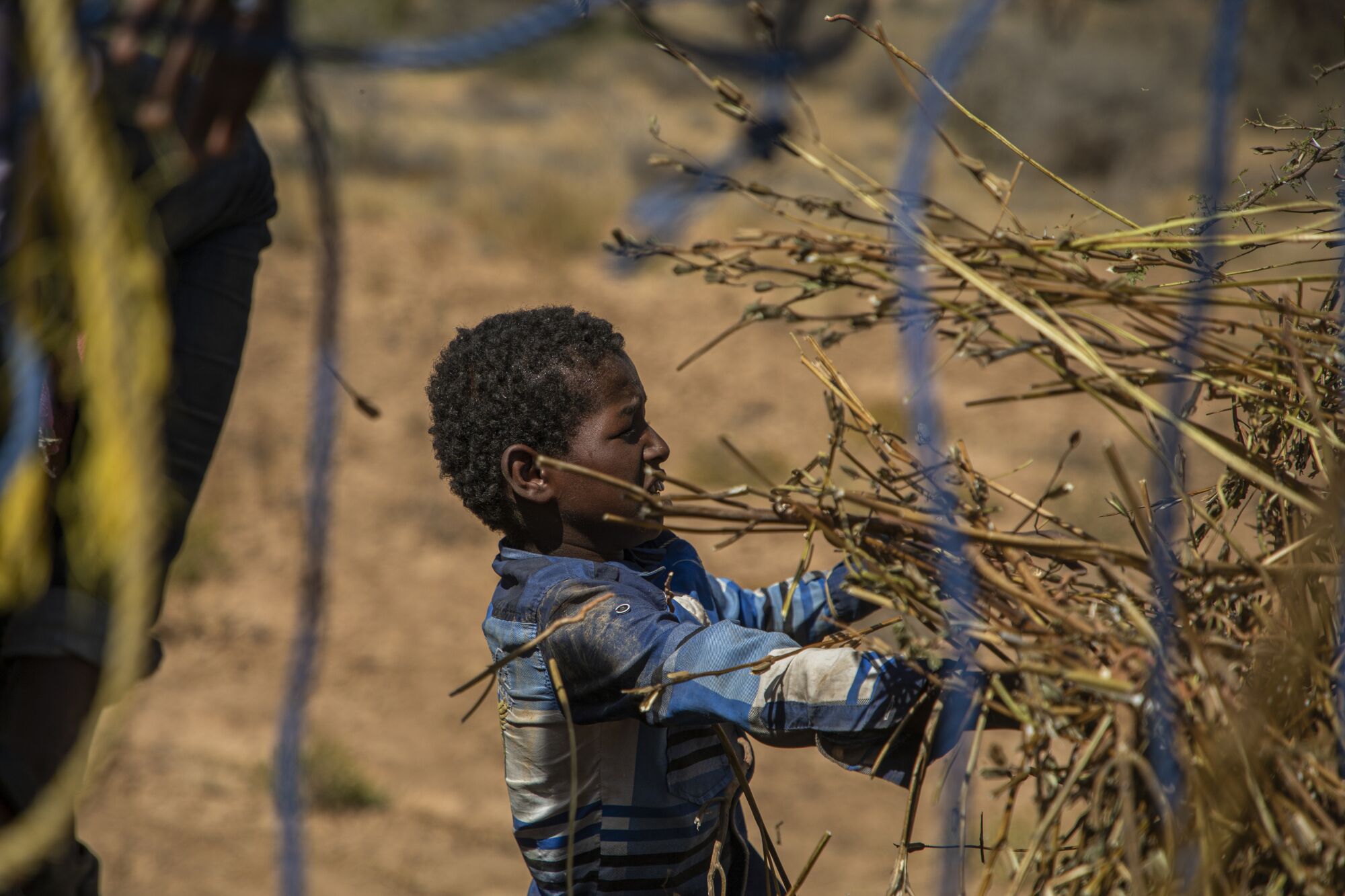 A boy helps collect the remains of a sesame crop that was devastated by locusts in Somalia.