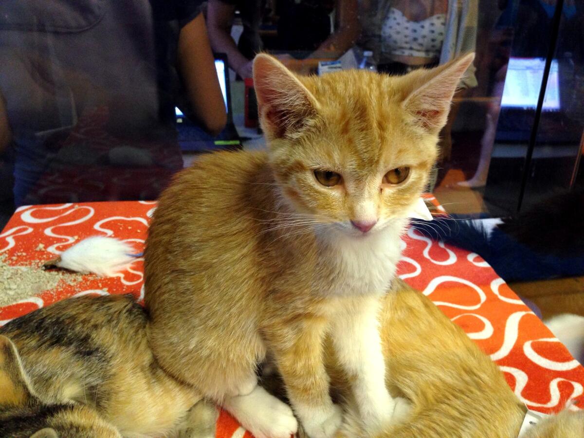 A cat awaits a friendly pet at the Catfe pop-up in Chinatown.