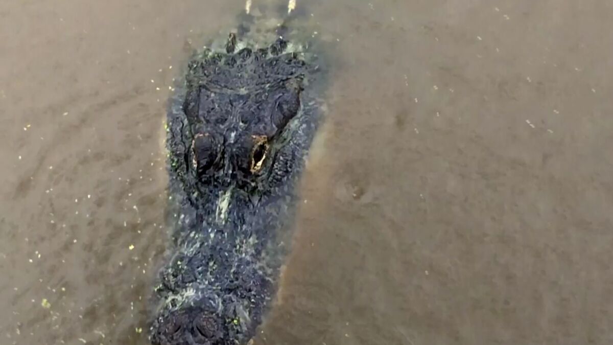 In this image made from video, an alligator is seen on Tuesday, Sept. 15, 2020, in Moss Point, Miss.. As Hurricane Sally's outer bands reached the U.S. Gulf Coast and landfall was imminent, the manager of Gulf Coast Gator Ranch & Tours was hoping he wouldn't have to live a repeat of what happened at the gator farm during Hurricane Katrina in 2005, when about 250 alligators escaped their enclosures. (AP Photo/Stacey Plaisance)