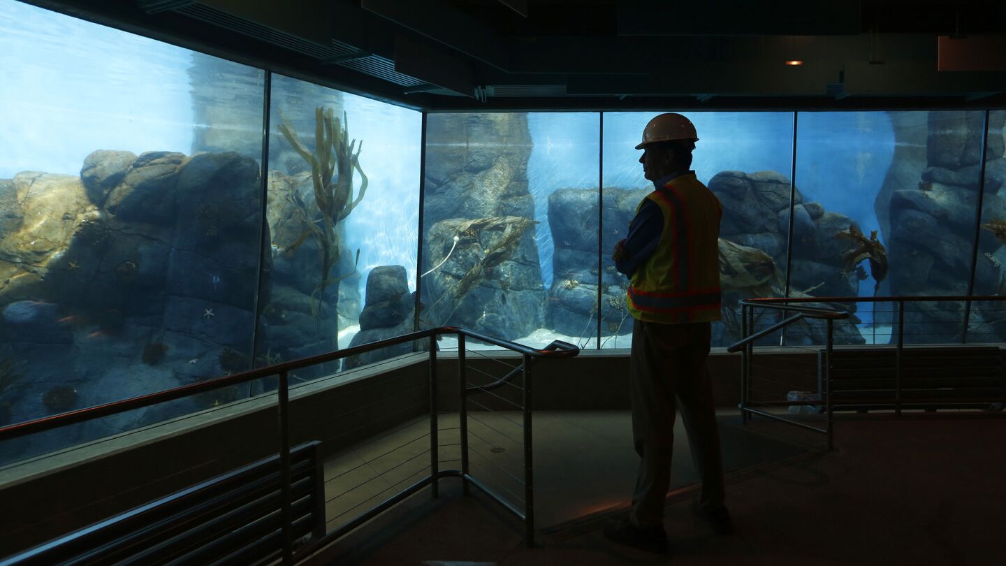 Architect Steve Fobes looks over an underwater exhibit at the San Diego Zoo’s Conrad Prebys Africa Rocks area which is set to open on July 1st. The new exhibit spotlights the biodiversity found on the African continent.