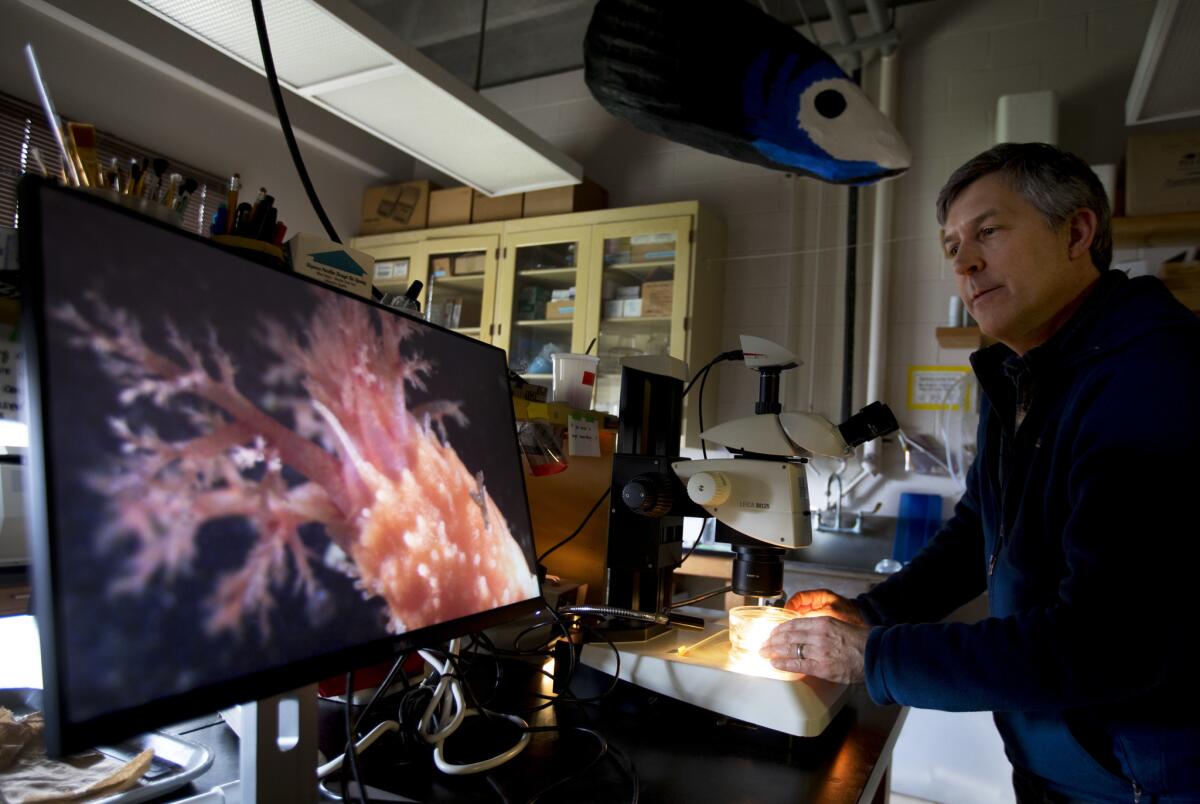 Sanford looks at a scarlet sea cucumber with a Leica M125 microscope in the UC Davis Bodega Marine Laboratory.