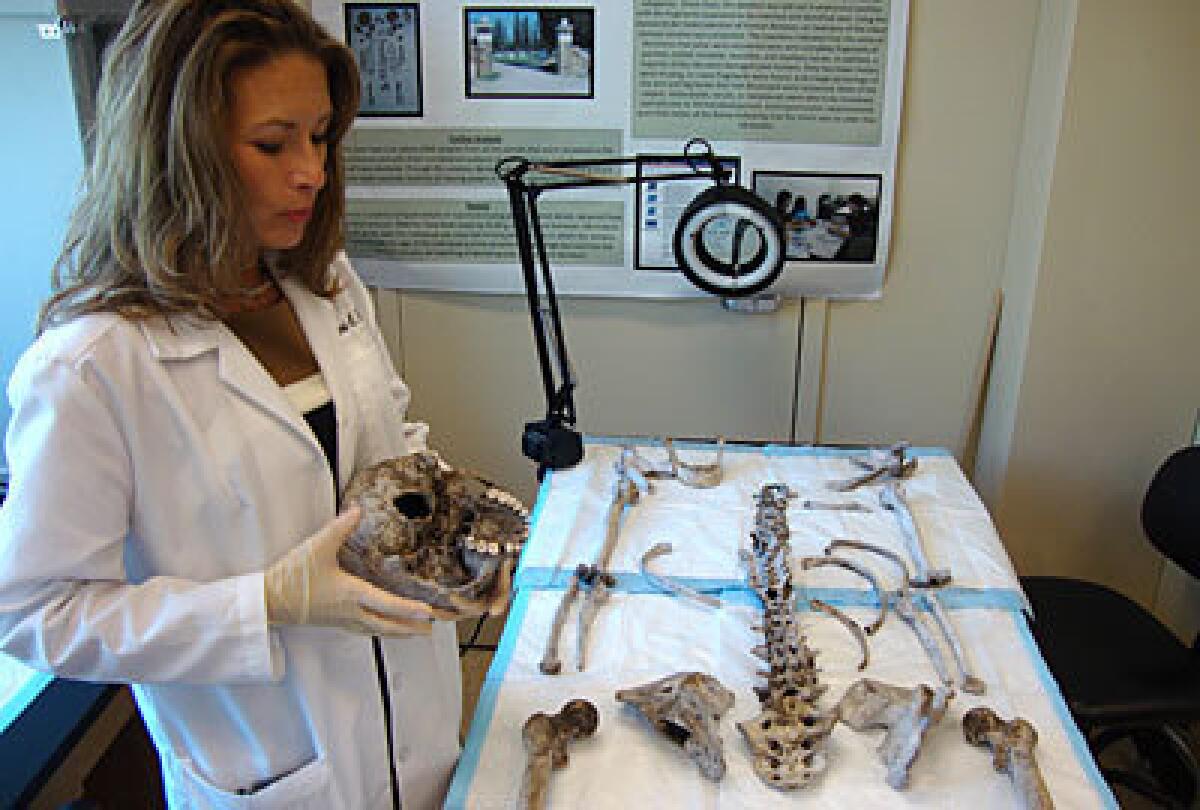 Lori Baker, an associate professor of forensic anthropology at Baylor University in Waco, Texas, inventories human remains recovered last month on a South Texas ranch. Baker spent the past decade at the Southern Baptist school building databases and working with Mexican authorities to identify the remains of illegal immigrants and has seen a recent spike in deaths.