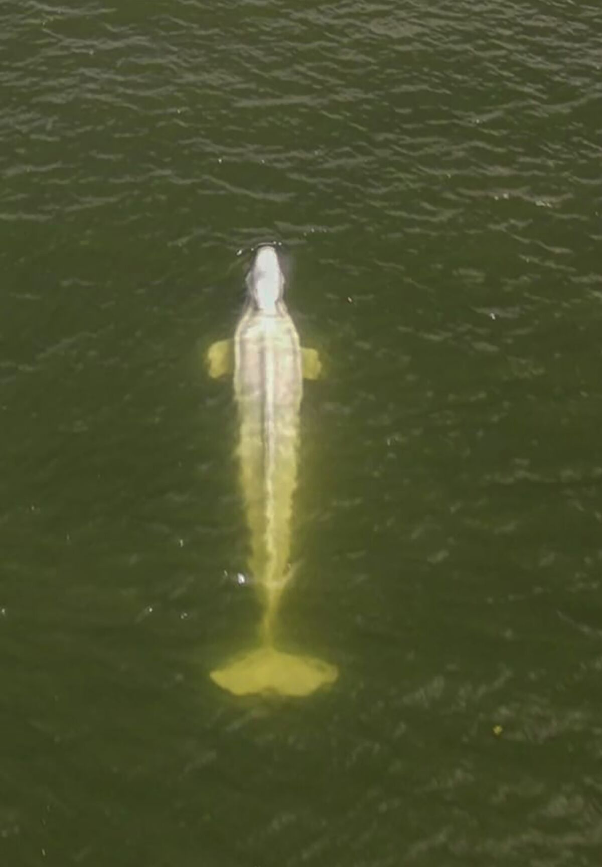 Una ballena beluga en el río Sena en la región de Saint-Pierre-la-Garenne, al oeste de París