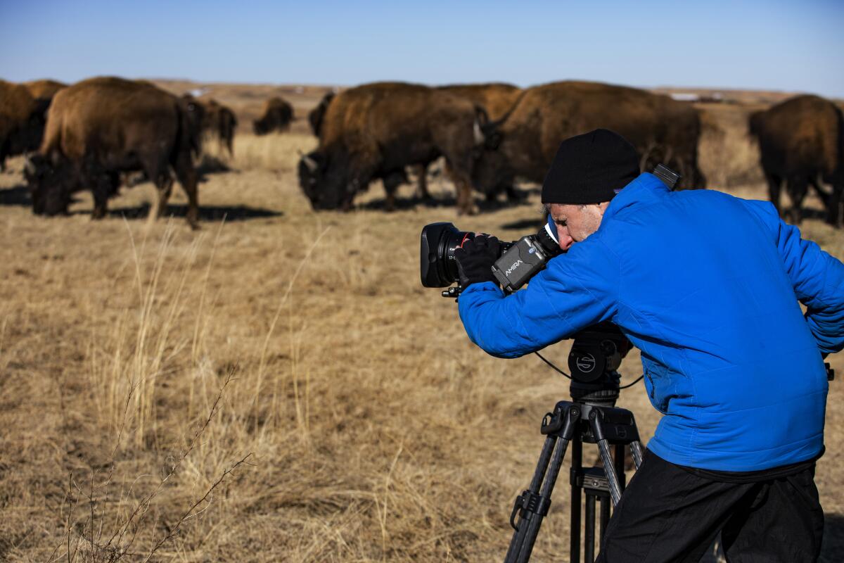 A herd of buffalo stand in a dry, brown field with a man in a blue jacket looking into a camera lens.