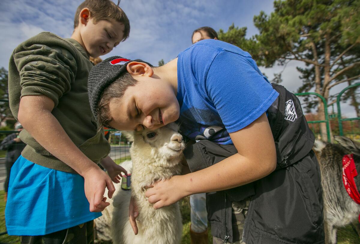Adam Goodman, 8, left, watches as Dominick Gomez, 12, hugs a miniature alpaca at Bonita Creek Park.