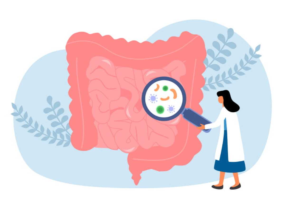 An illustration shows a scientist in a lab coat and a giant magnifier looking at microbes in a digestive system.