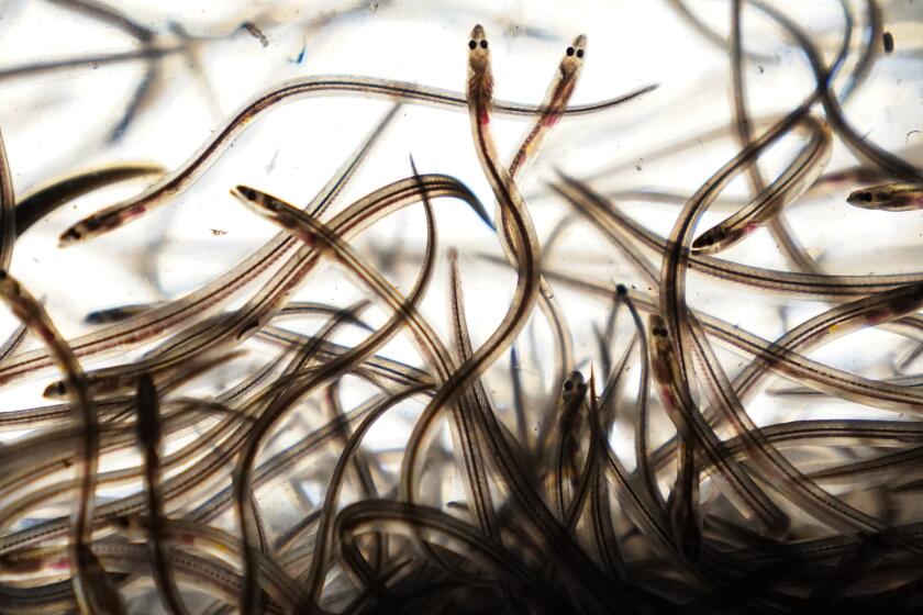 FILE - Baby eels swim in a tank after being caught in the Penobscot River in Brewer, Maine, May 15, 2021. The regulatory Atlantic States Marine Fisheries Commission decided Wednesday, May 1, 2024, that U.S. fishermen will be allowed to continue harvesting a total of a little less than 10,000 pounds of the eels per year. That quota level will hold through at least 2027 and could be extended beyond that year, the panel decided. (AP Photo/Robert F. Bukaty, File)