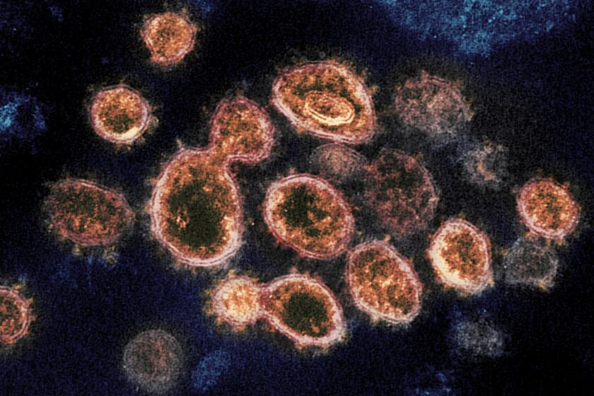 FILE - This 2020 electron microscope image provided by the National Institute of Allergy and Infectious Diseases - Rocky Mountain Laboratories shows SARS-CoV-2 virus particles which cause COVID-19, isolated from a patient in the U.S., emerging from the surface of cells cultured in a lab. According to a study released in The Lancet Global Health on Wednesday, Oct. 27, 2021, Fluvoxamine, a cheap antidepressant, reduced the need for hospitalization among high-risk adults with COVID-19. (NIAID-RML via AP)