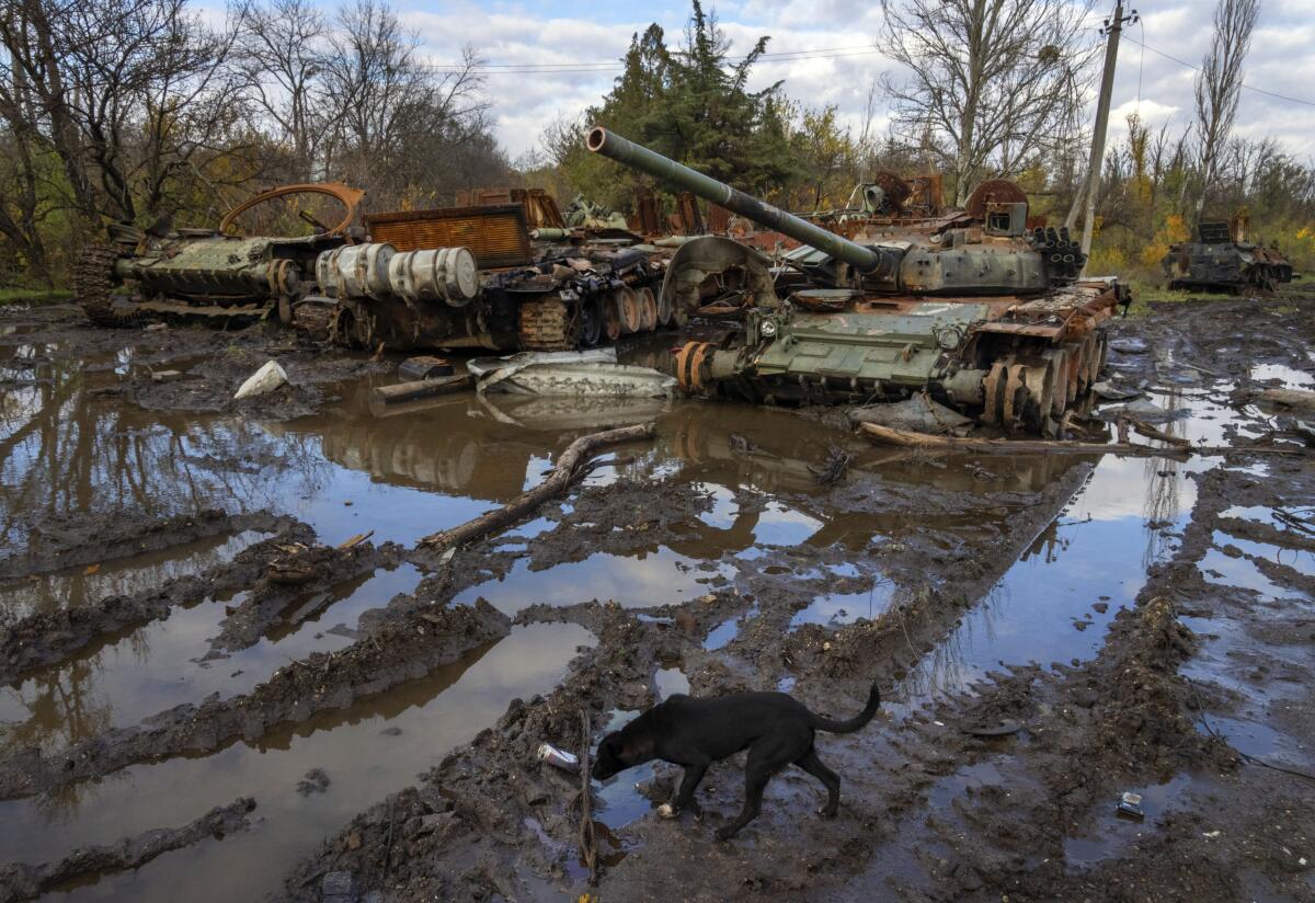 A dog walking through muddy terrain next to tanks