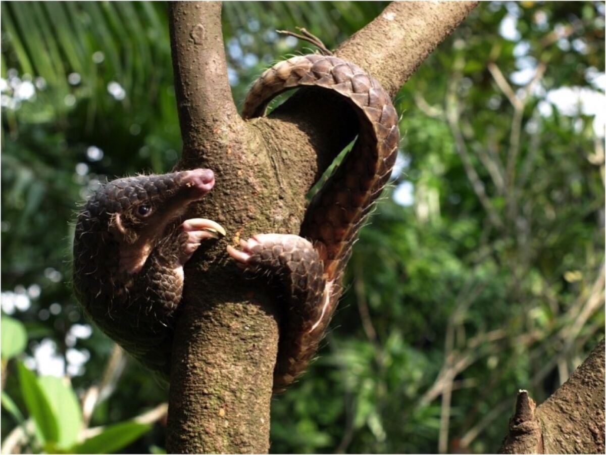 Pangolins are commonly poached for their meat and scales.