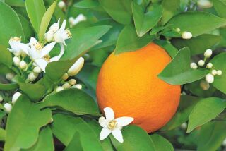 Unlike many other plants, citrus trees like this orange tree don’t need much pruning.