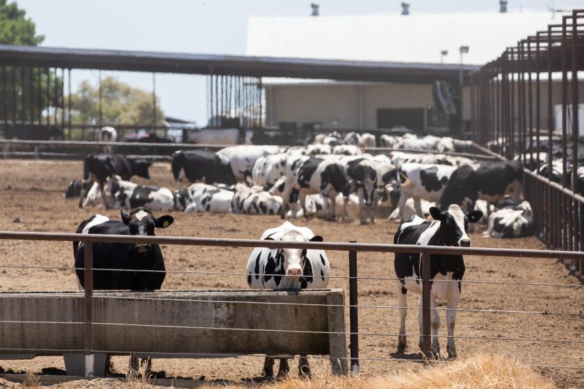 PIXLEY, CA - MAY 20: Dairy cows feed at a farm west of Pixley, CA in Tulare County. Some town residents believe their health problems are owed to air pollutants from the nearby dairy facilities. The topography of the San Joaquin Valley contribute to the region's poor quality trapping dirty air from traffic on Interstate 5, State Route 99, locomotives and farming pollutants including open burning and emissions from dairy cows. Photographed in Pixley, CA on Saturday, May 20, 2023. (Myung J. Chun / Los Angeles Times)