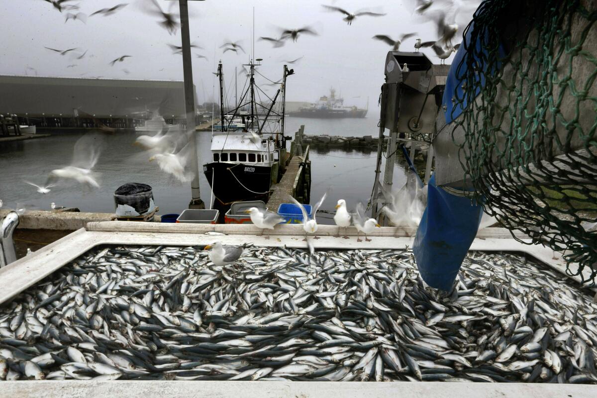 Herring are poured into a square case from a large net close to a docked fishing boat 