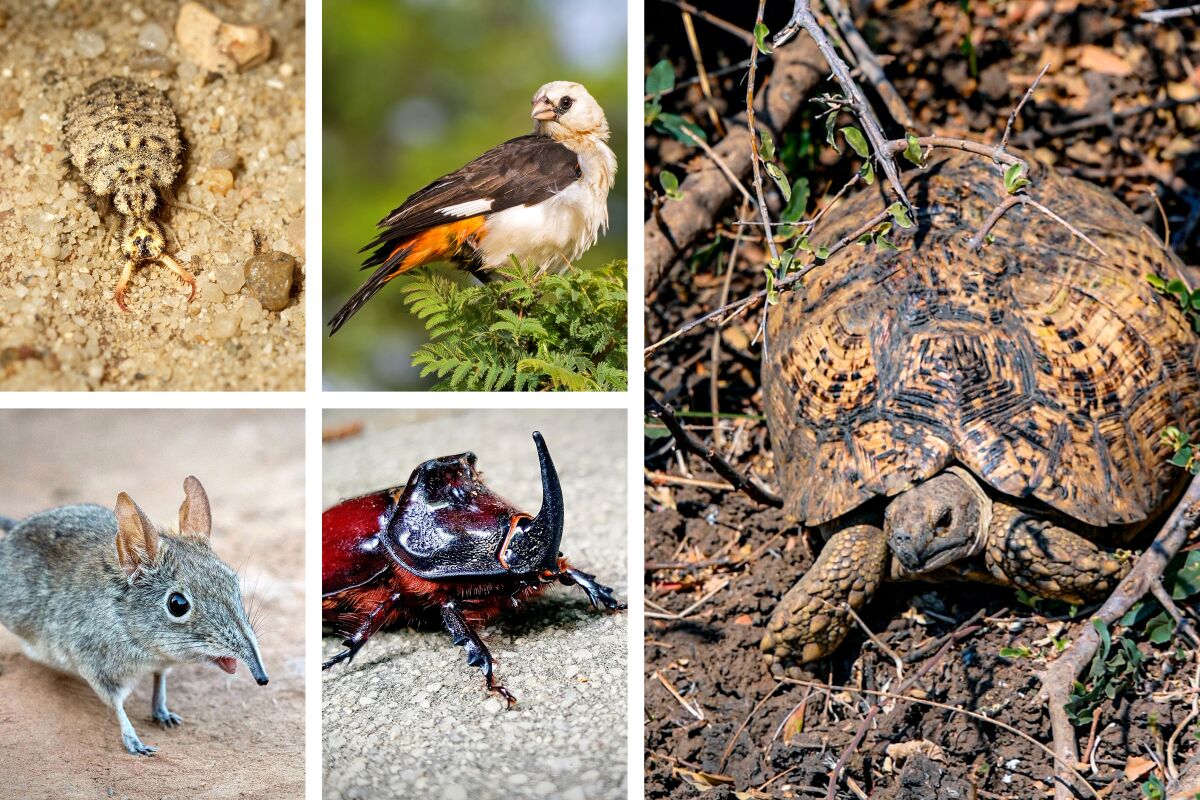 You've seen the Big 5 on safari? In Zambia, you see them and the amazing Little 5 - Los Angeles Times You've seen the Big 5 on safari? In Zambia, you see them and the amazing Little 5 - Los Angeles Times