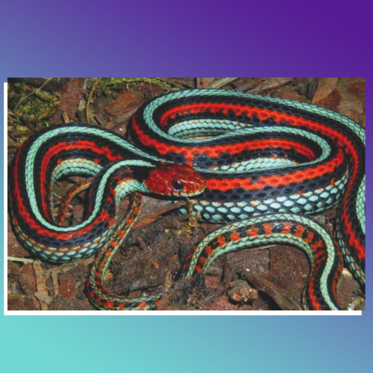 A coiled snake with red, black and aqua bands and a red head