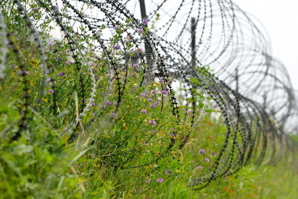 Wildflowers grow on the barbed wire on the southern edge of the Demilitarized Zone. South Korean artist Jae-Eun Choi believes the rich ecosystem of the DMZ can be a starting point for reconciliation.