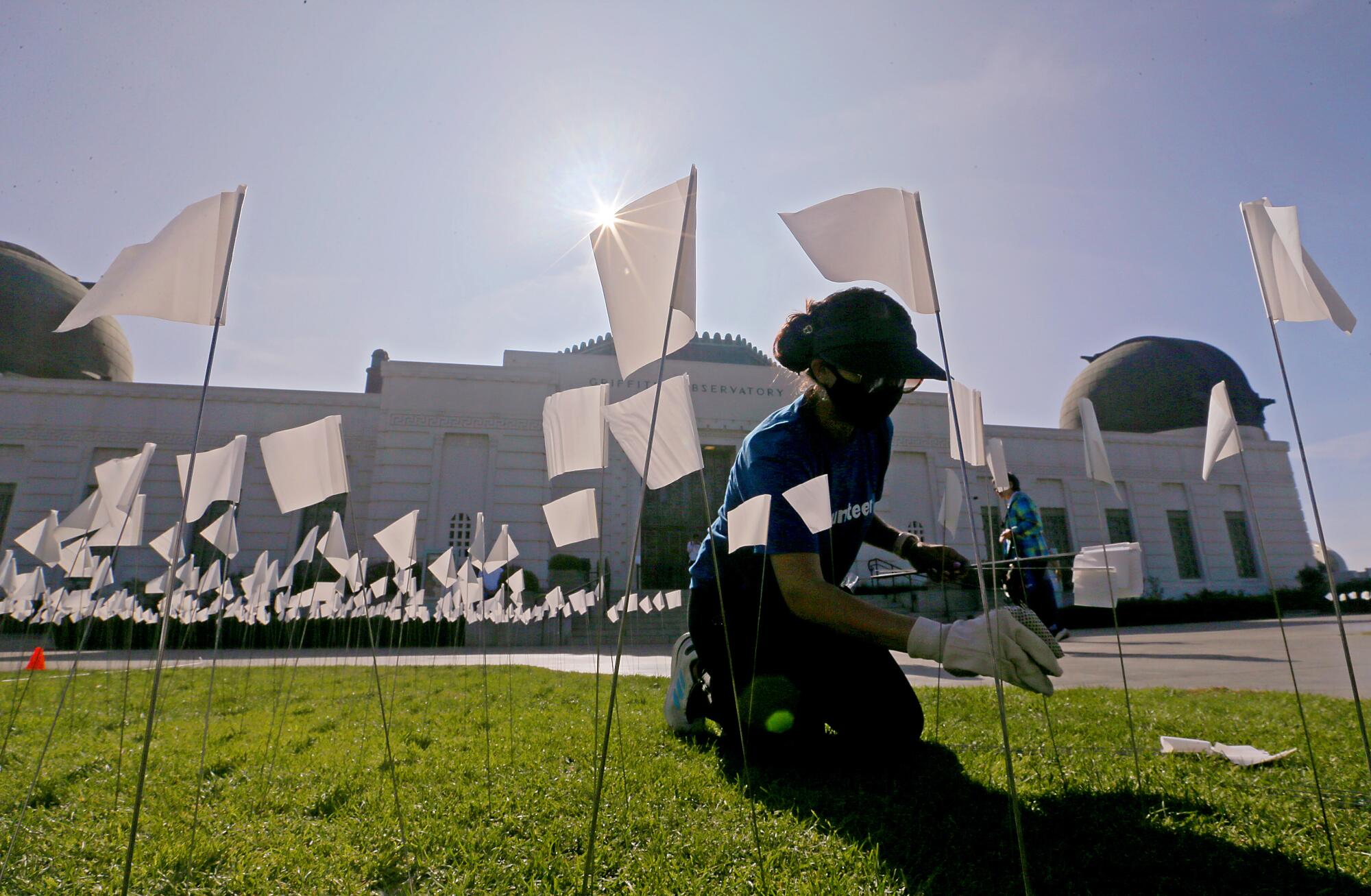 A volunteer plants small white flags on the lawn of Griffith Observatory. 