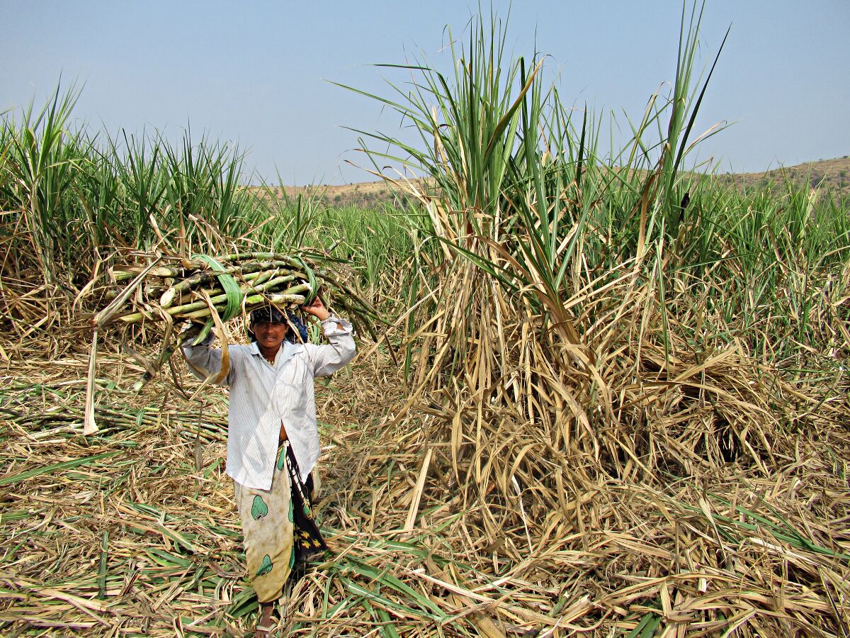 A worker carries a heavy bundle of sugar cane.