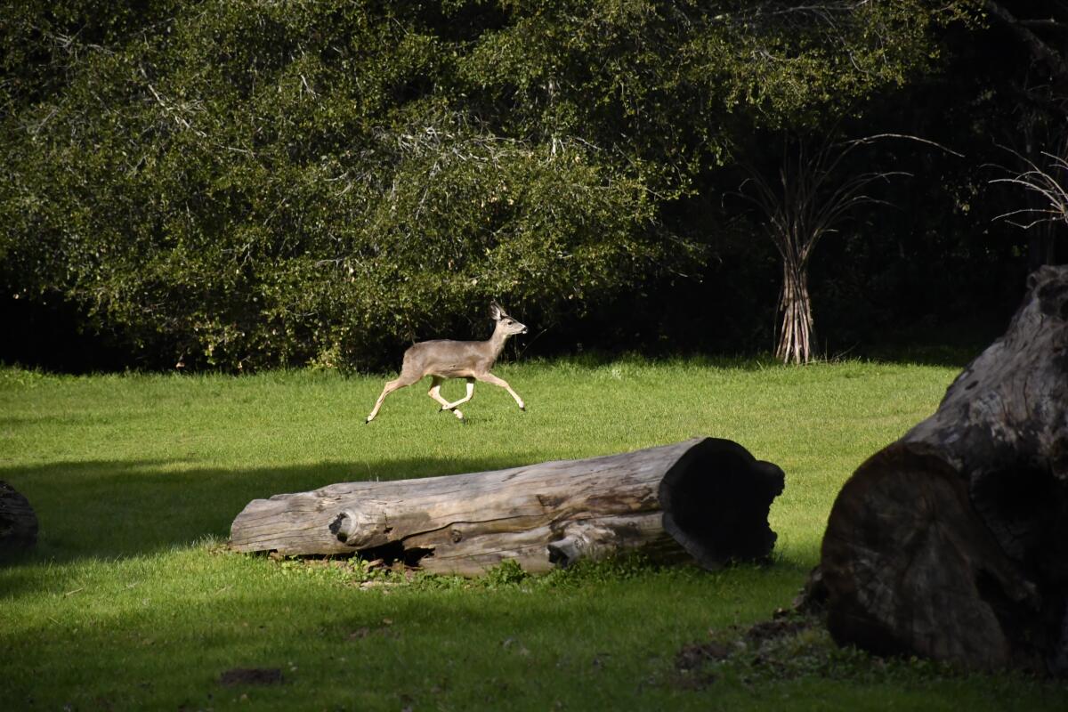Un ciervo joven cruza un prado en Filoli Historic House and Garden en Woodside, California.