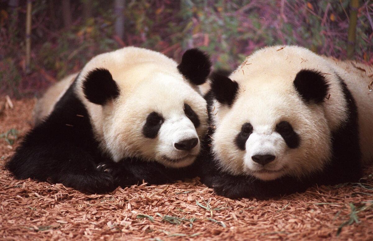 Giant pandas Yang–Yang, left, and Lun–Lun, at the time of their 1999 arrival at Zoo Atlanta, are now the stars of a webcast hosted by Animal Planet Live.