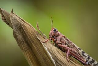 A desert locust on a maize plant in Kenyan village of Katitika.