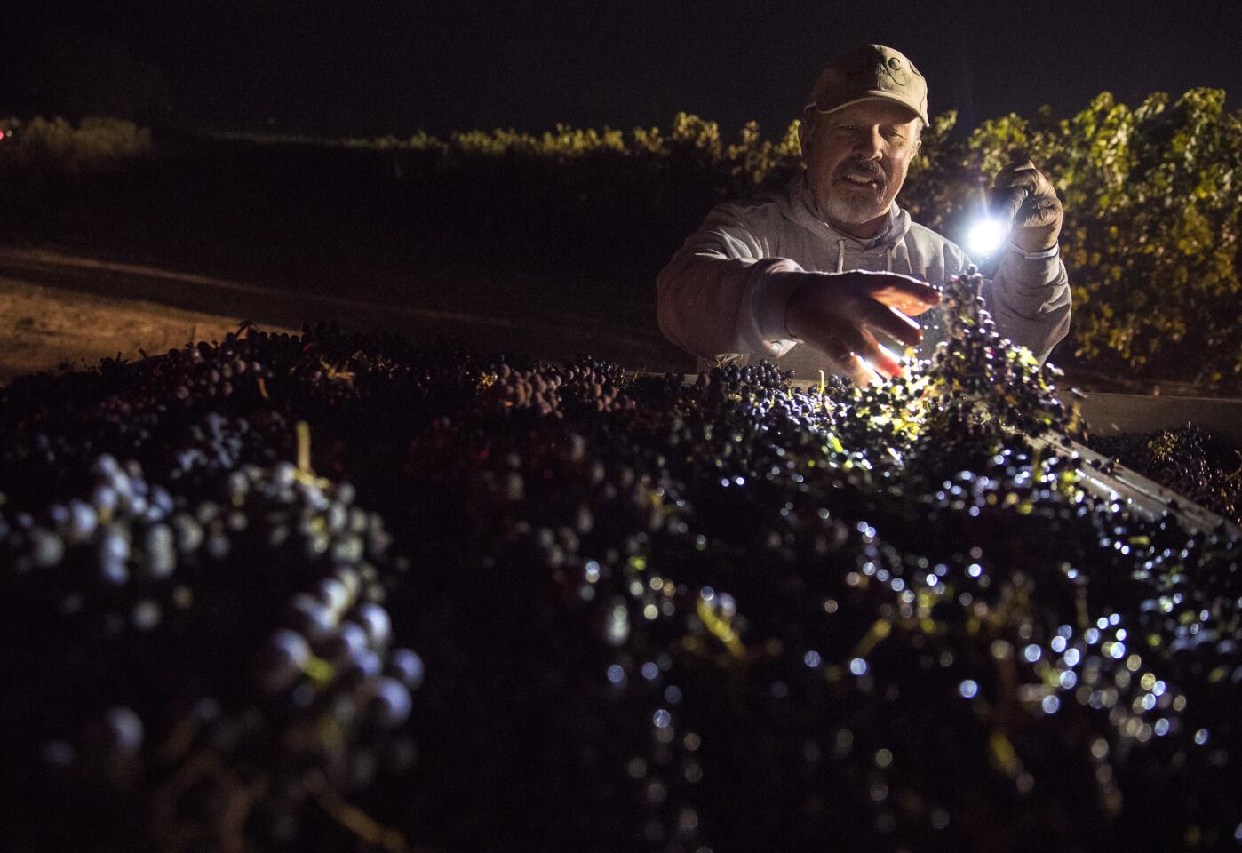 Overnight grape harvesting in Napa Valley