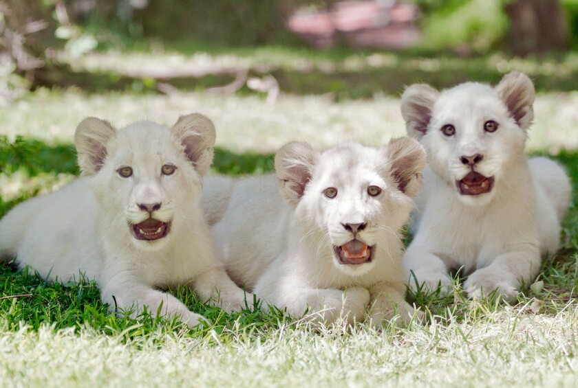 Las Vegas Three White Lion Cubs Take Up Residence At The Mirage