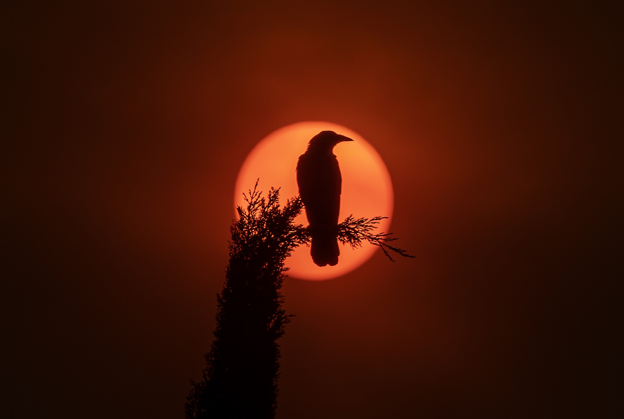 A crow sits on a cypress tree silhouetted by the sun.