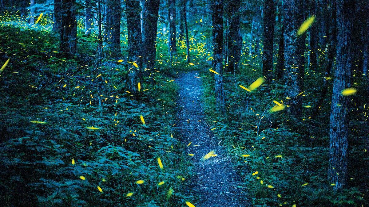 Fireflies in the Night (Let's-Read-and-Find-Out Science 1)