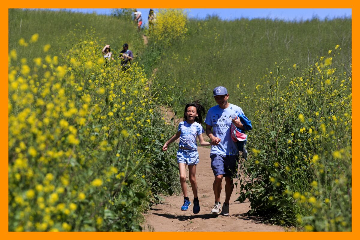 A child and adult walk amid blooming poppies in a lush scenic meadow.
