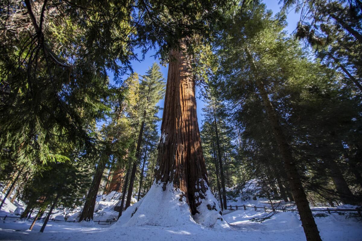Snow at the base of a giant sequoia tree in the middle of a grove