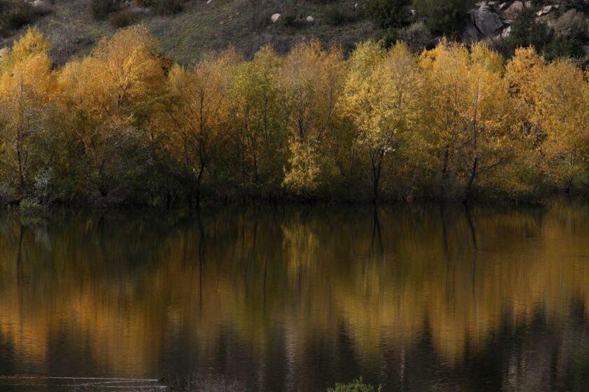 November 29, 2011 Japatul Valley, CA, USA. | Out in East County where cold night temperatures have convinced the sycamore and cottonwood trees it is indeed autumn, Loveland Reservoir in the Cleveland National Forest reflects the change in seasons. | Mandatory photo credit: Peggy Peattie/San Diego Union-Tribune/ZUMA Press; Copyright San Diego Union-Tribune Publishing Co