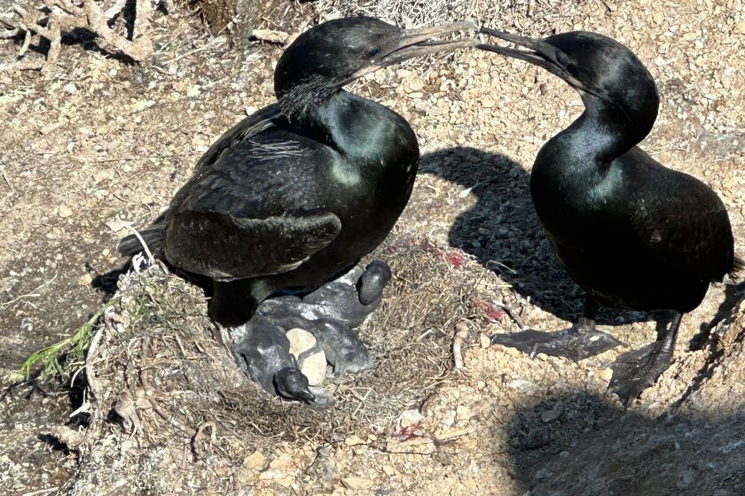 Are these cormorant parents discussing whose turn it is to stay up with the babies?