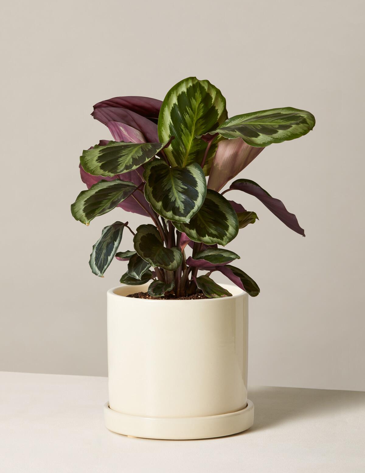 Our Top Humidity Tips for Your Houseplants — STUMP ‣ PLANTS